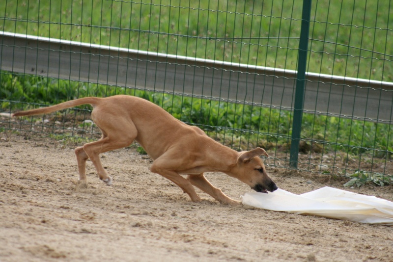 bébé whippet