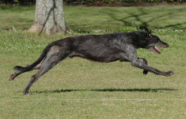 scottish deerhound race