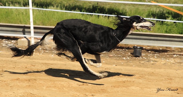 saluki dabir